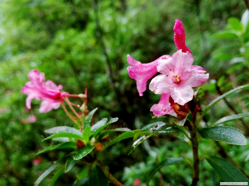 IMG-20190728-WA0005