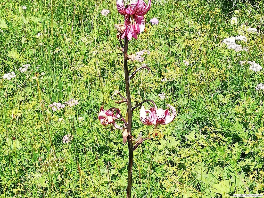 IMG-20190728-WA0011