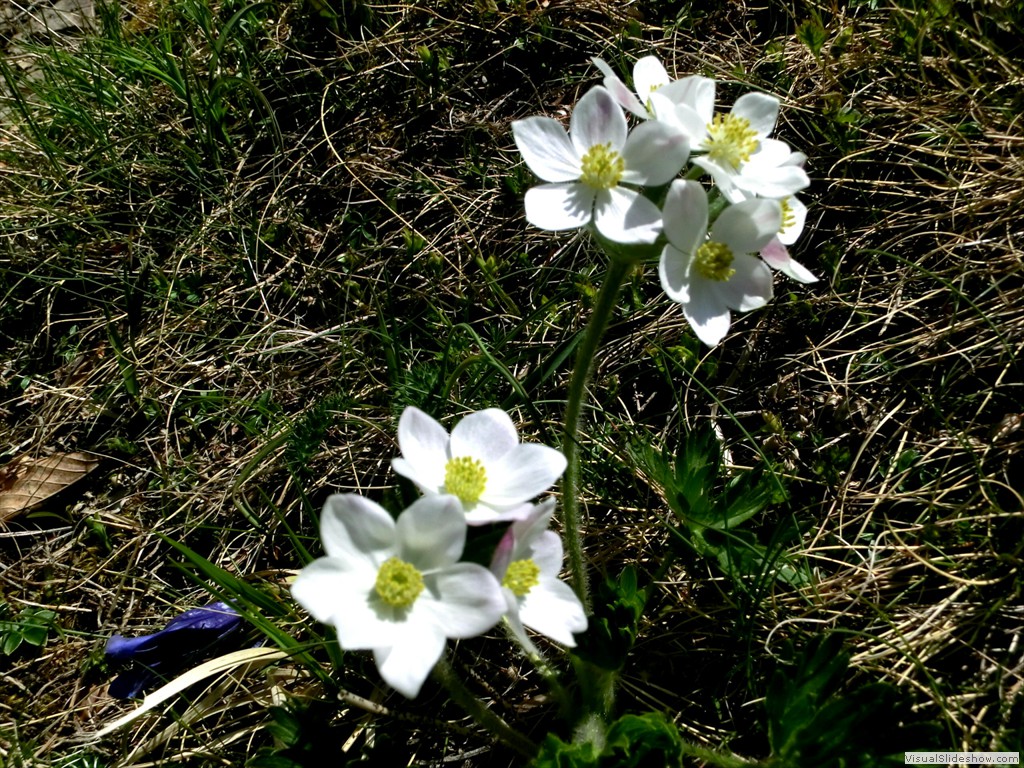 cor11065