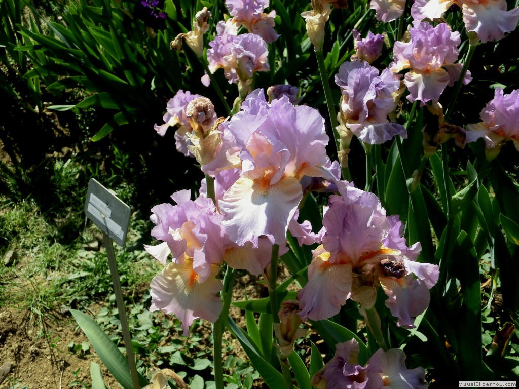 irf11163
