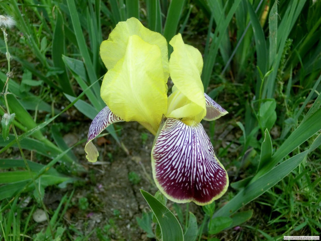 irf11175