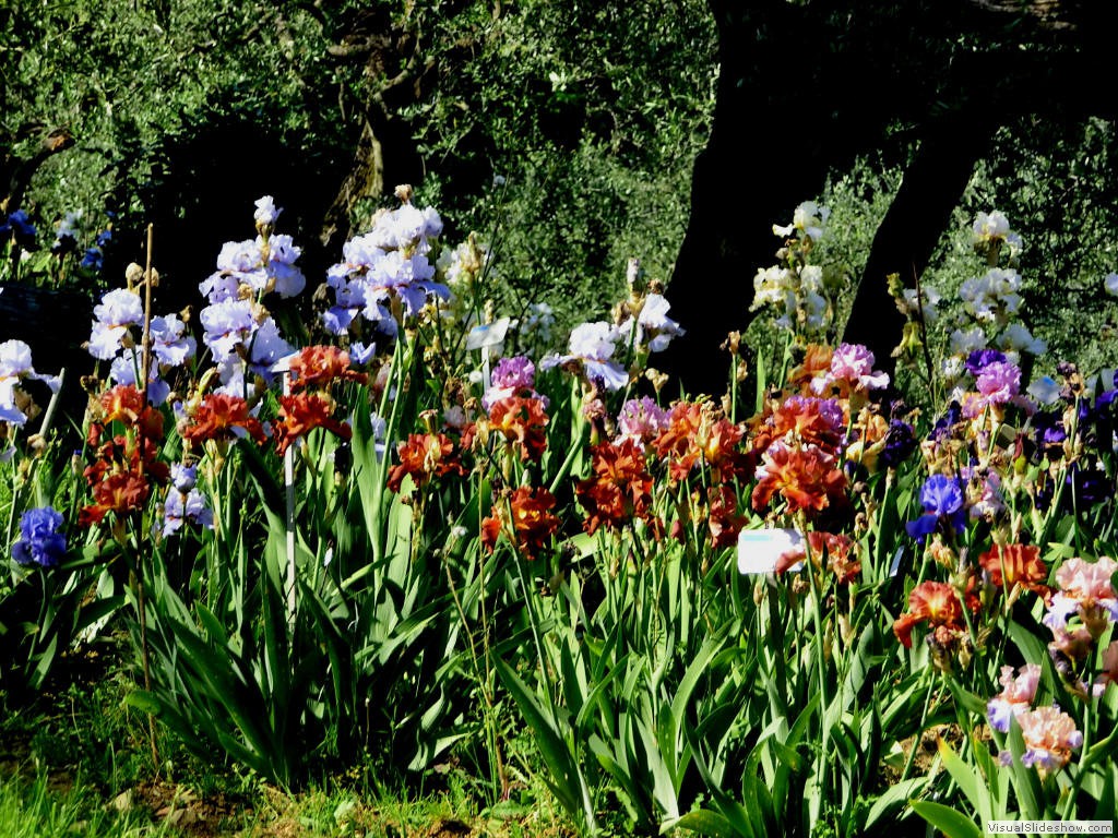 irf11184