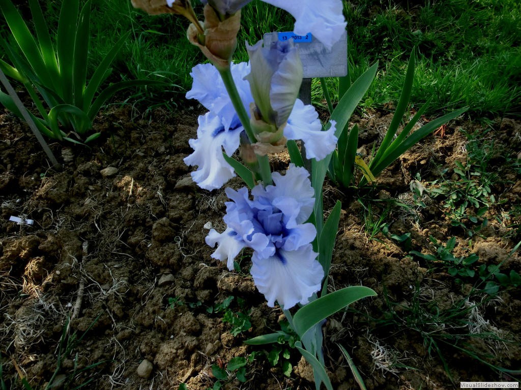 irf11194