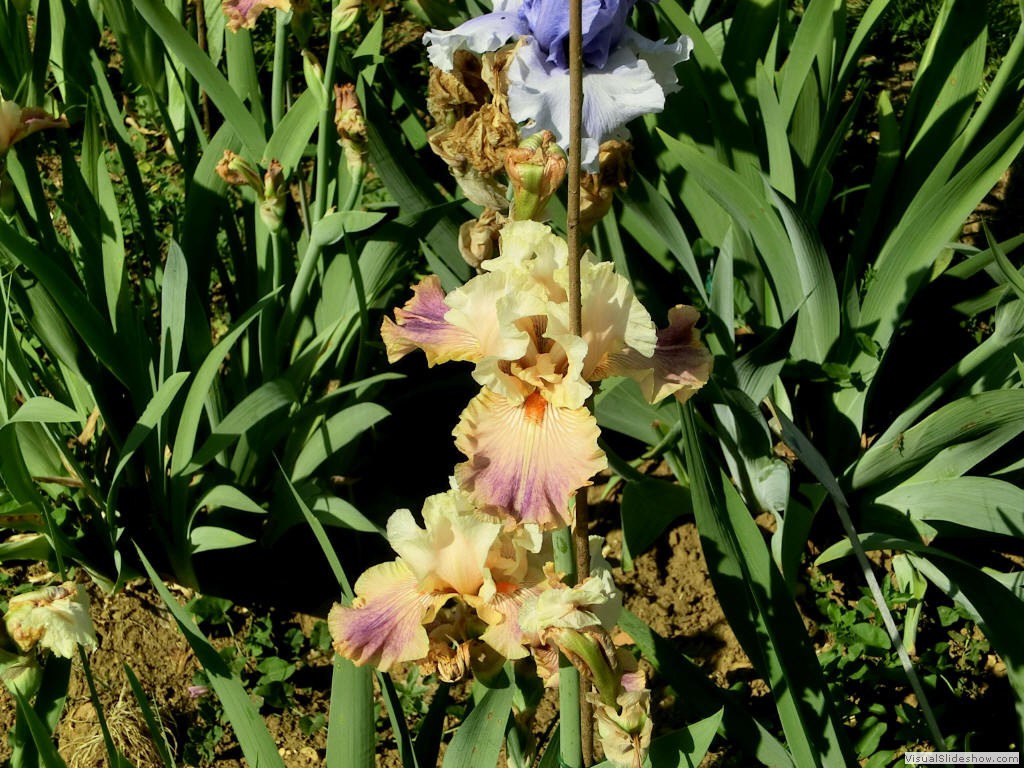 irf11219