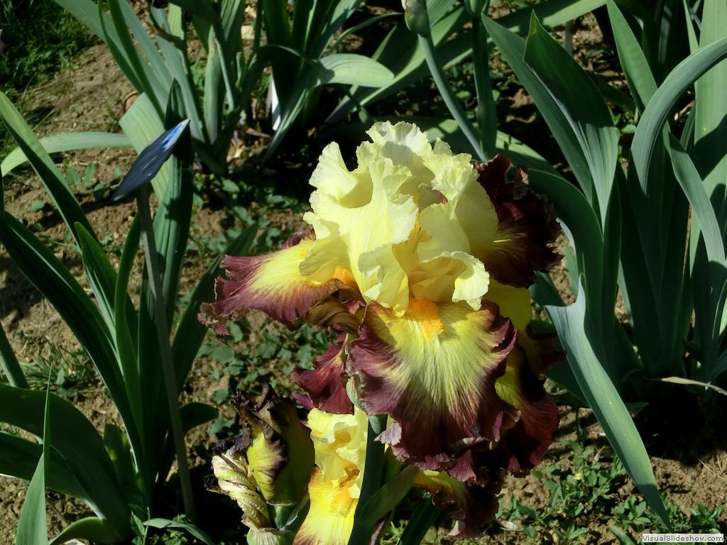 irf11220