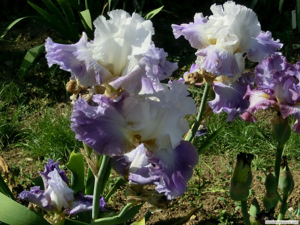 irf11222
