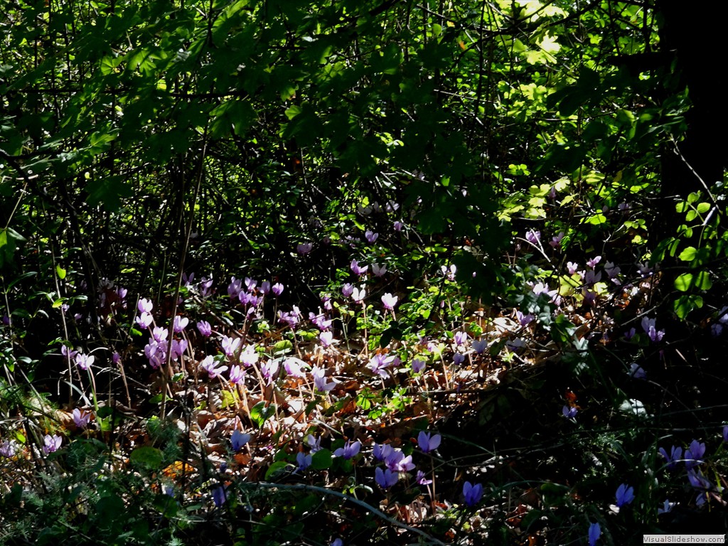 DSC02790