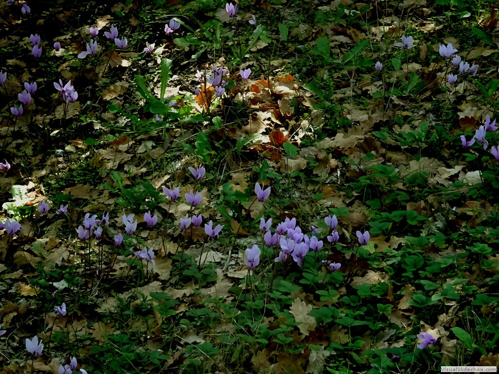 DSC02793