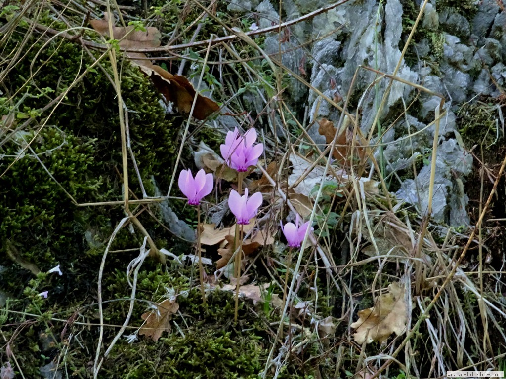 DSC02810