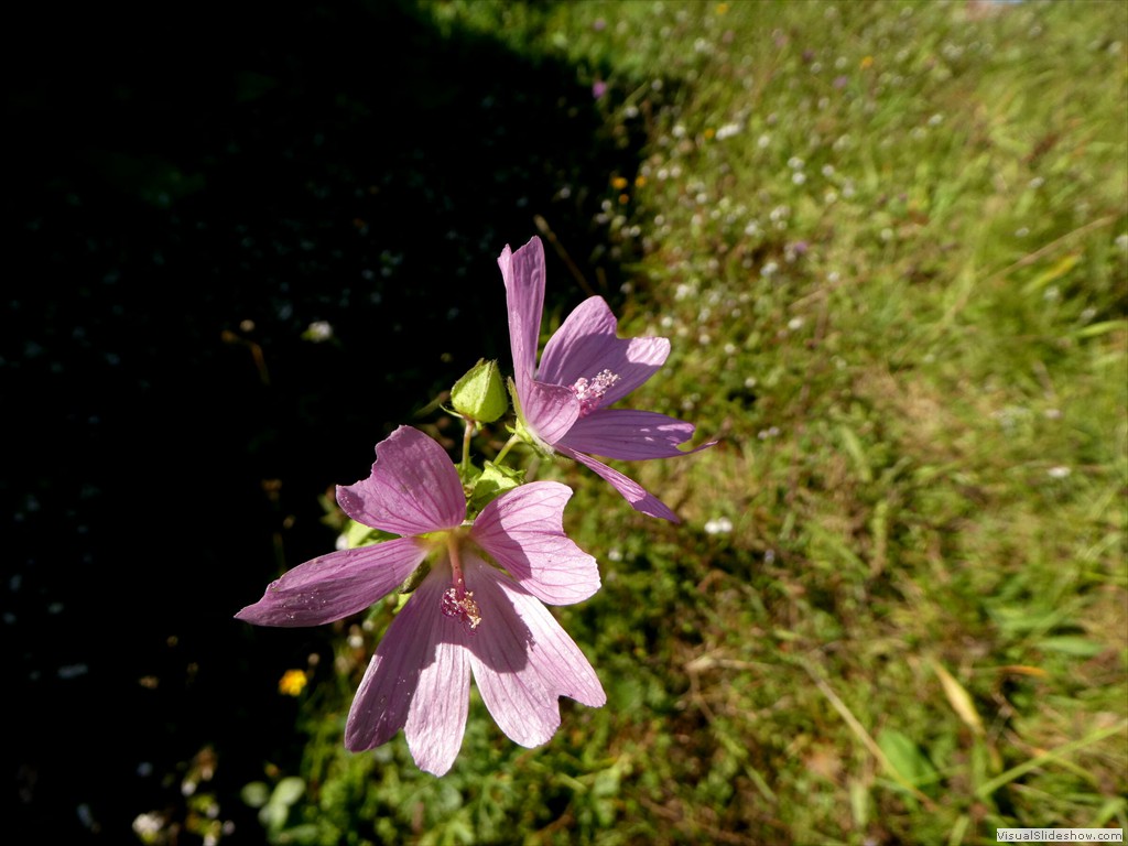 P1030291