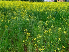 WP_20190424_12_55_12_Pro