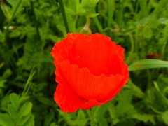 P1060924