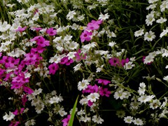 P1060938