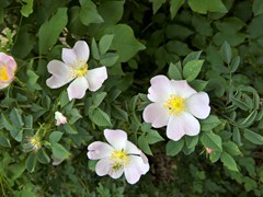 WP_20190508_10_30_38_Pro