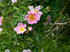 WP_20190508_10_44_19_Pro