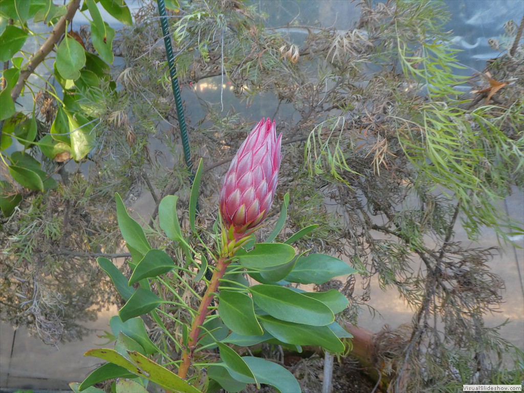 P1000774