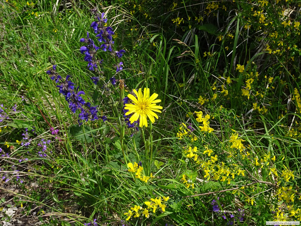 DSC03231