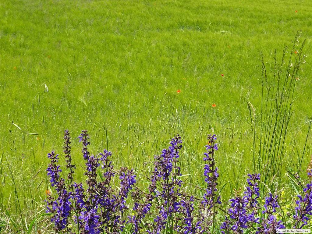 DSC03238