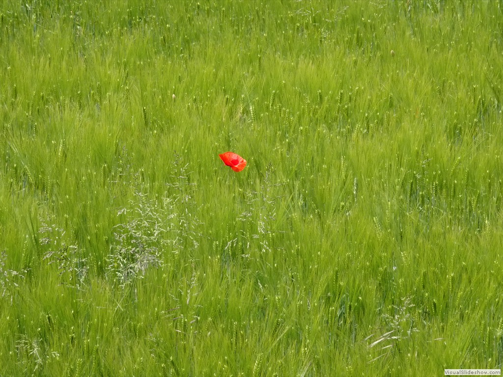 DSC03239