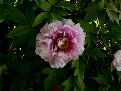 P1060827