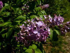 P1060830