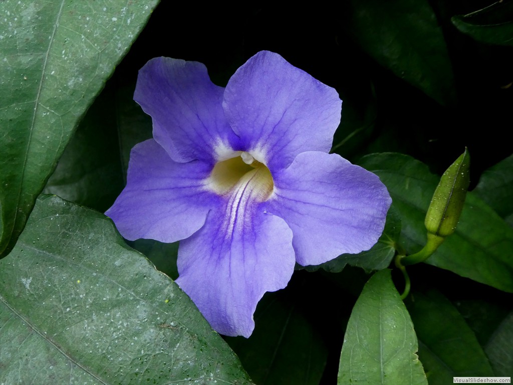 P1100037