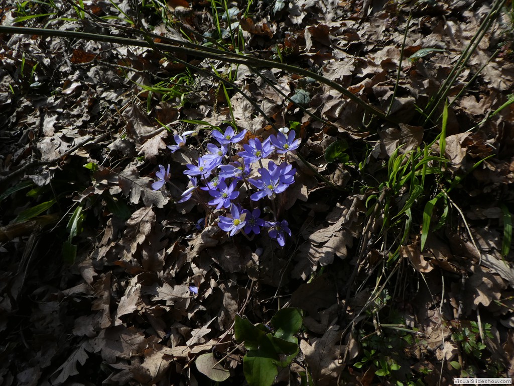 P1000475