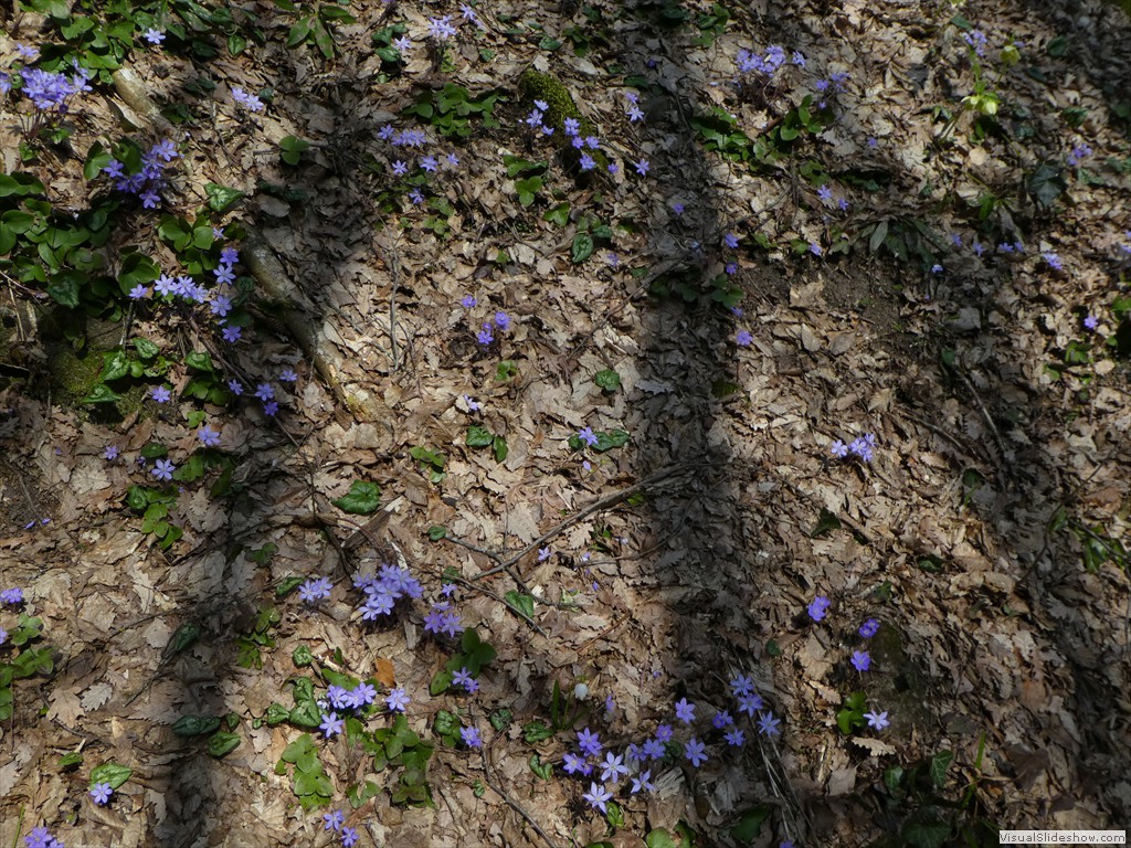 P1000485