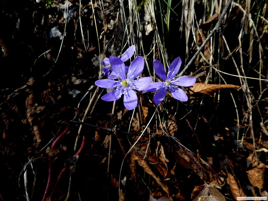 P1000181