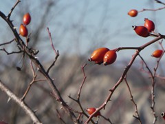 P1050327