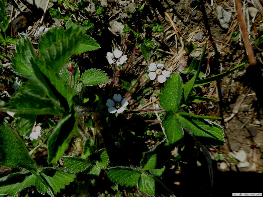P1070006