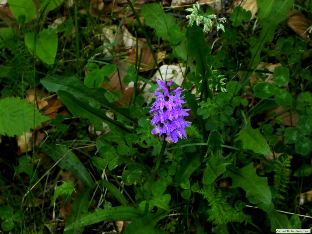 P1010563