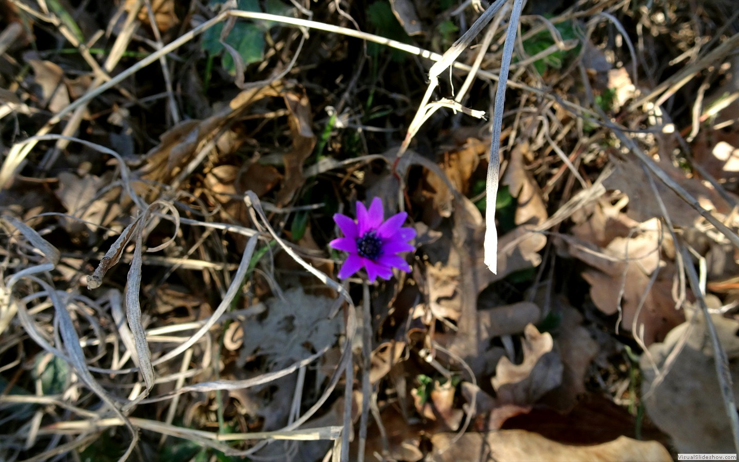 DSC01991