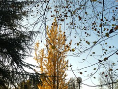 P1040429