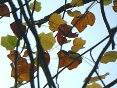 P1040430