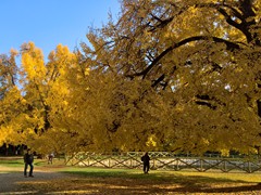 WP_20181128_14_00_15_Pro