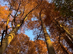 WP_20181128_15_30_36_Pro