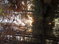 WP_20181128_15_33_27_Pro