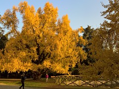 WP_20181128_15_35_49_Pro