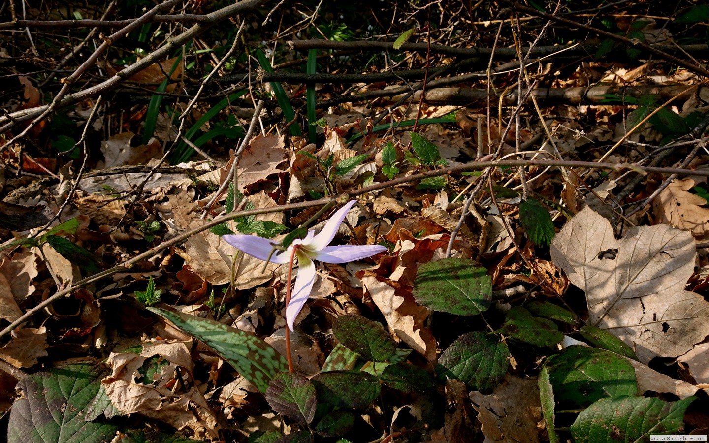DSC02094