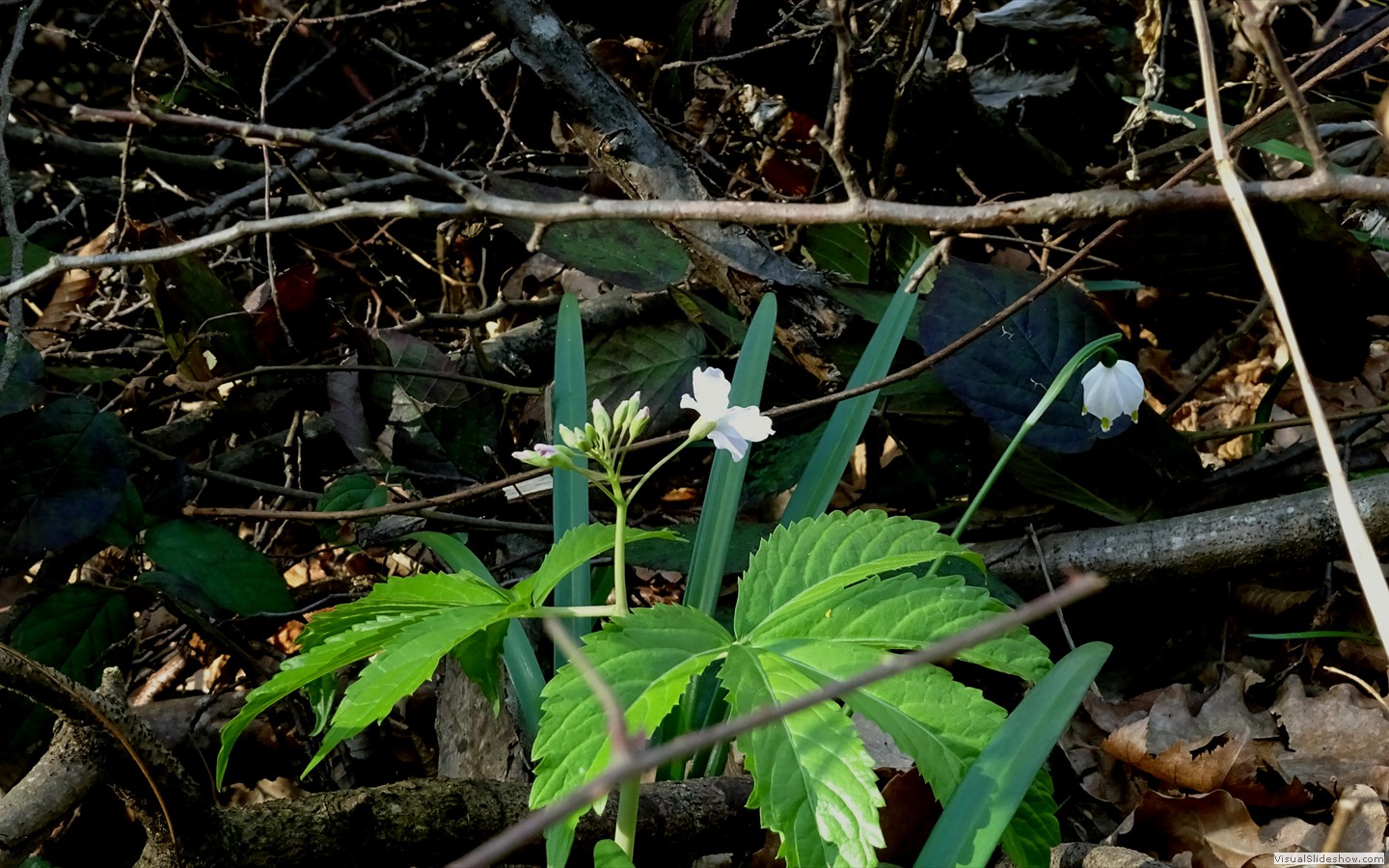 DSC02095