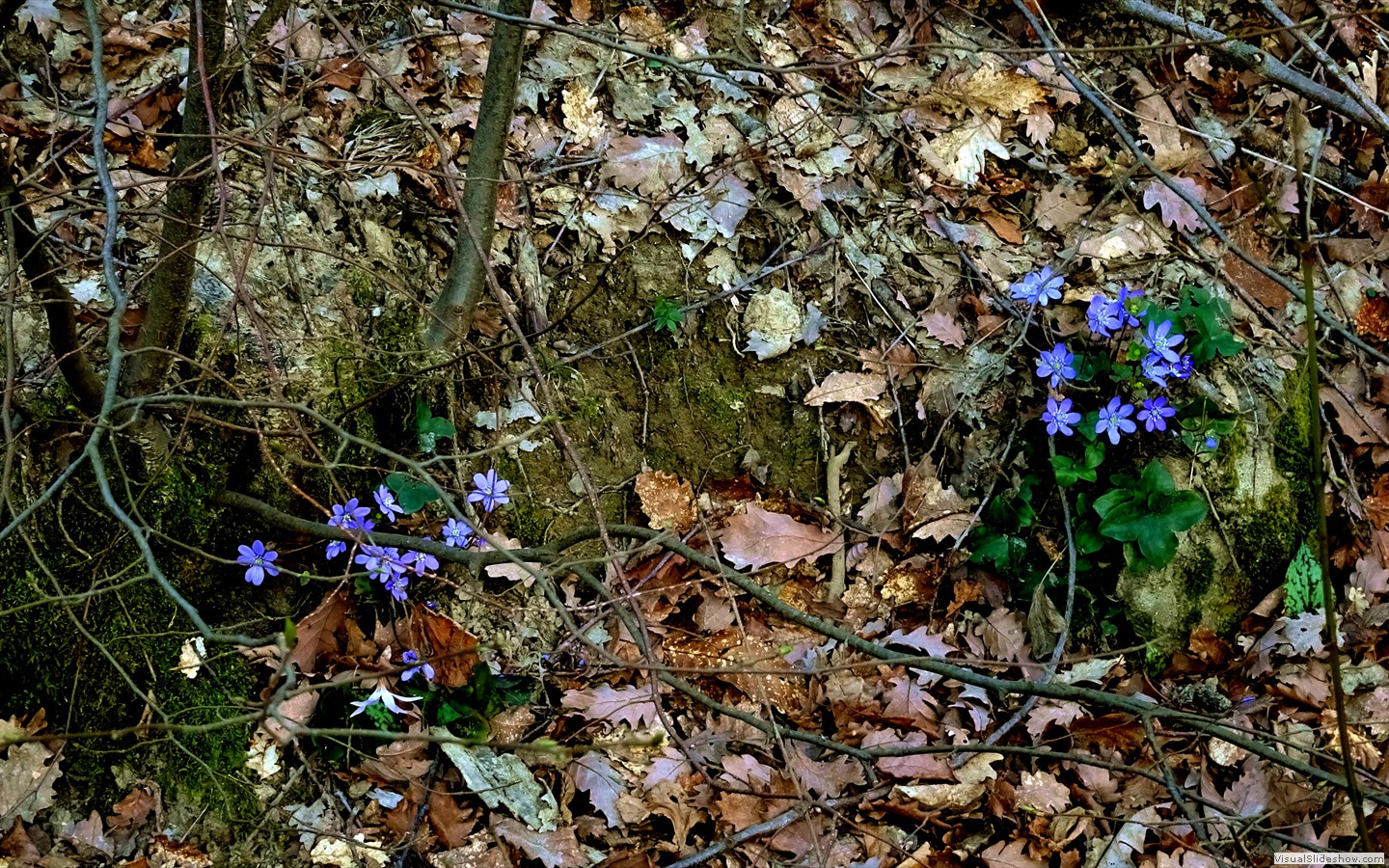 DSC02106