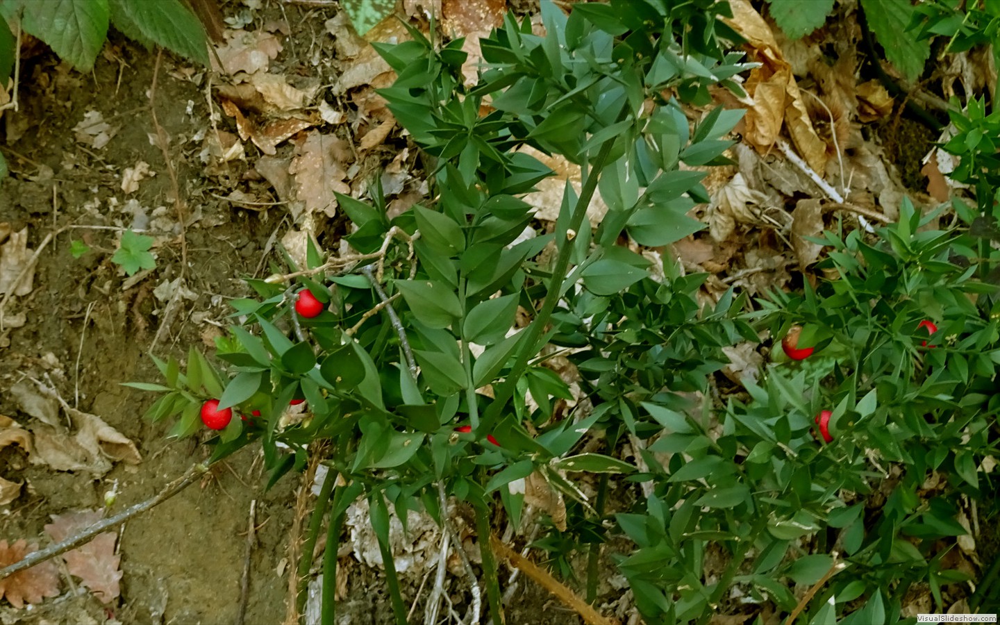 DSC02109