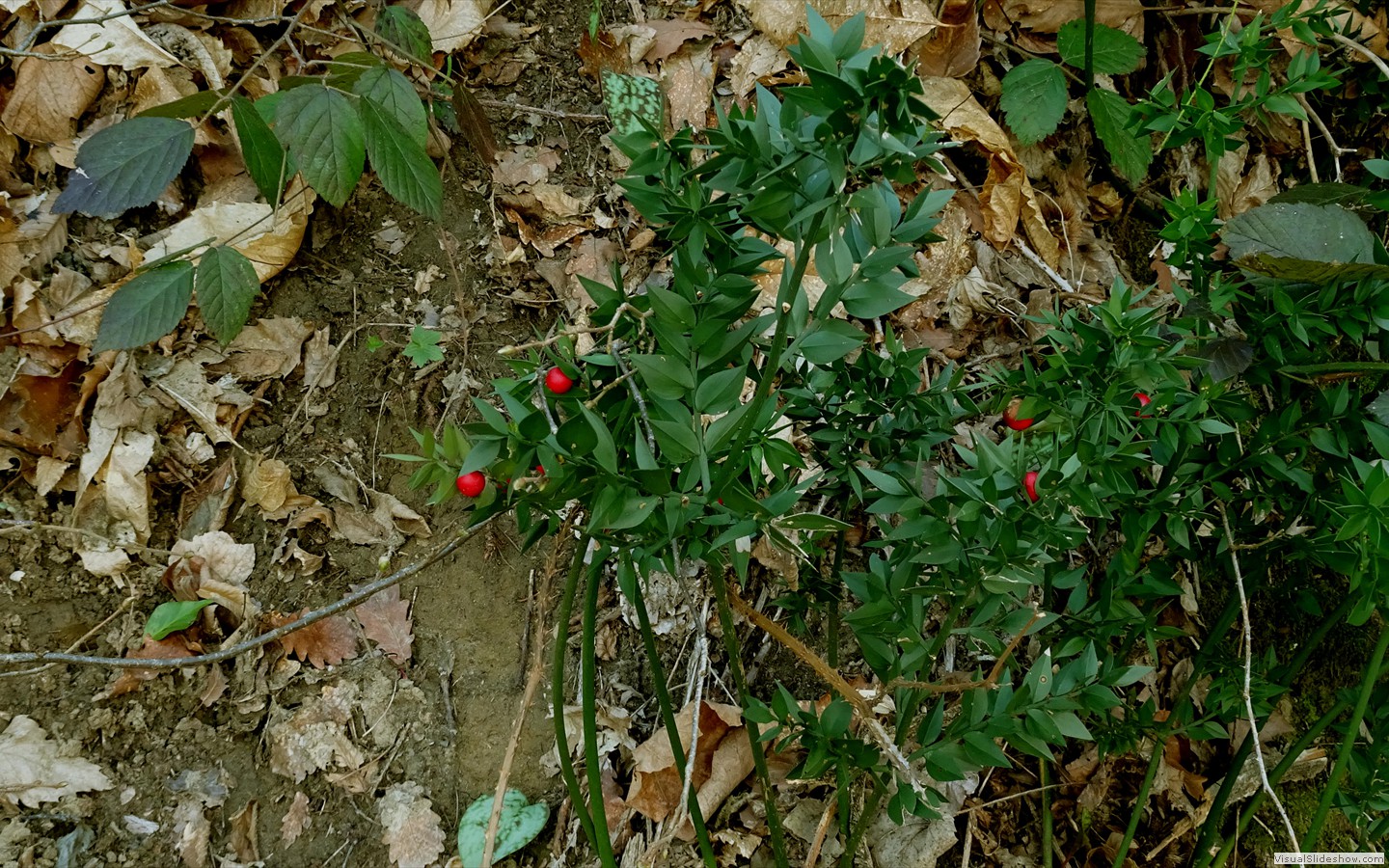 DSC02110
