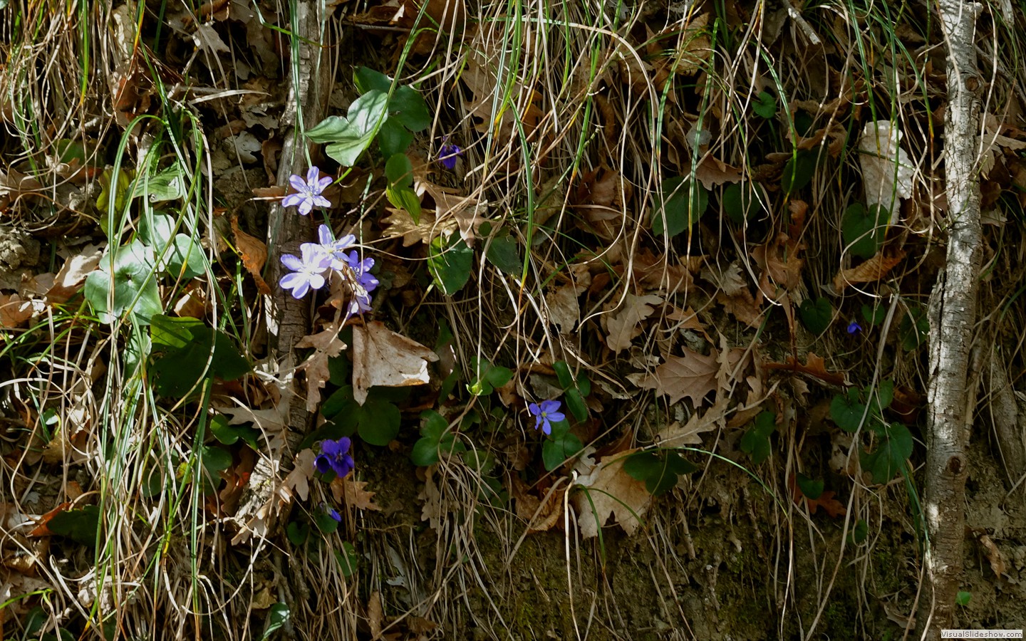 DSC02129