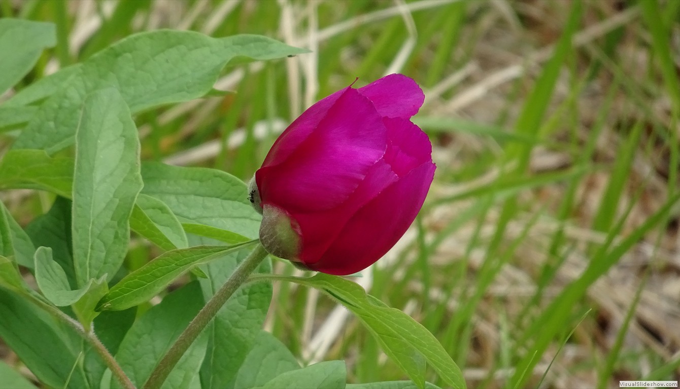 DSC03523