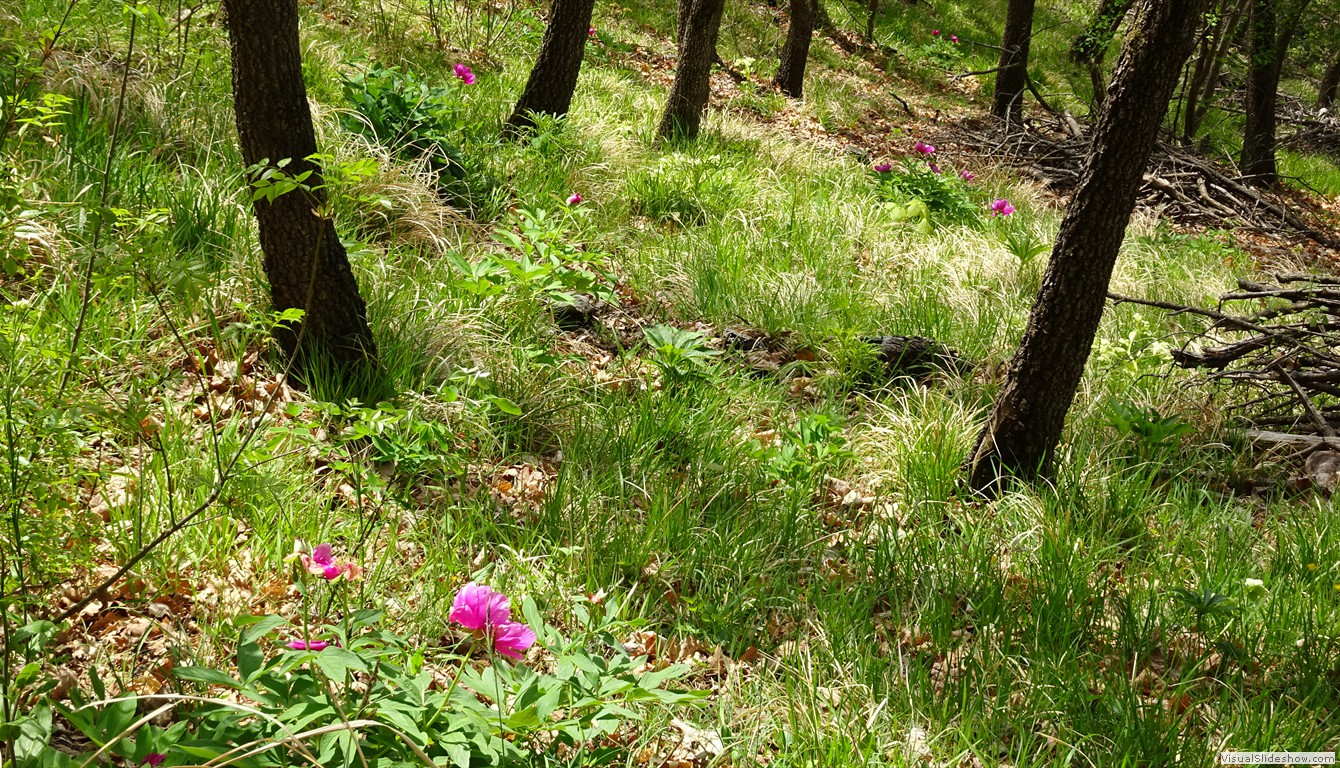 DSC03530