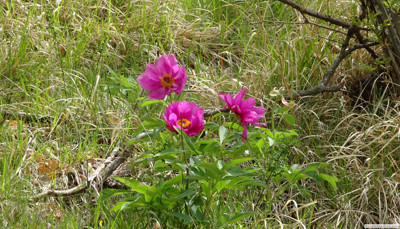 DSC03537