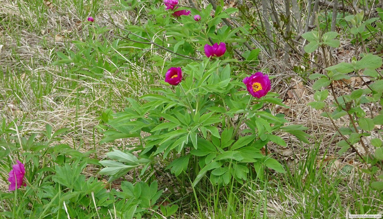 DSC03540