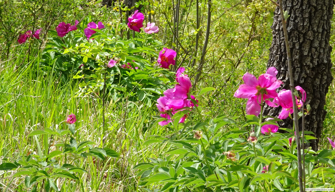 DSC03558